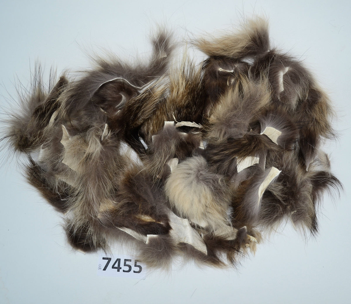 Raccoon Fur Scraps, Real Fur Pieces, Real Fur Pieces, Fur Offcuts for Craft and Sewing Projects, Genuine Fur Cuts, Fur Trims, Natural color