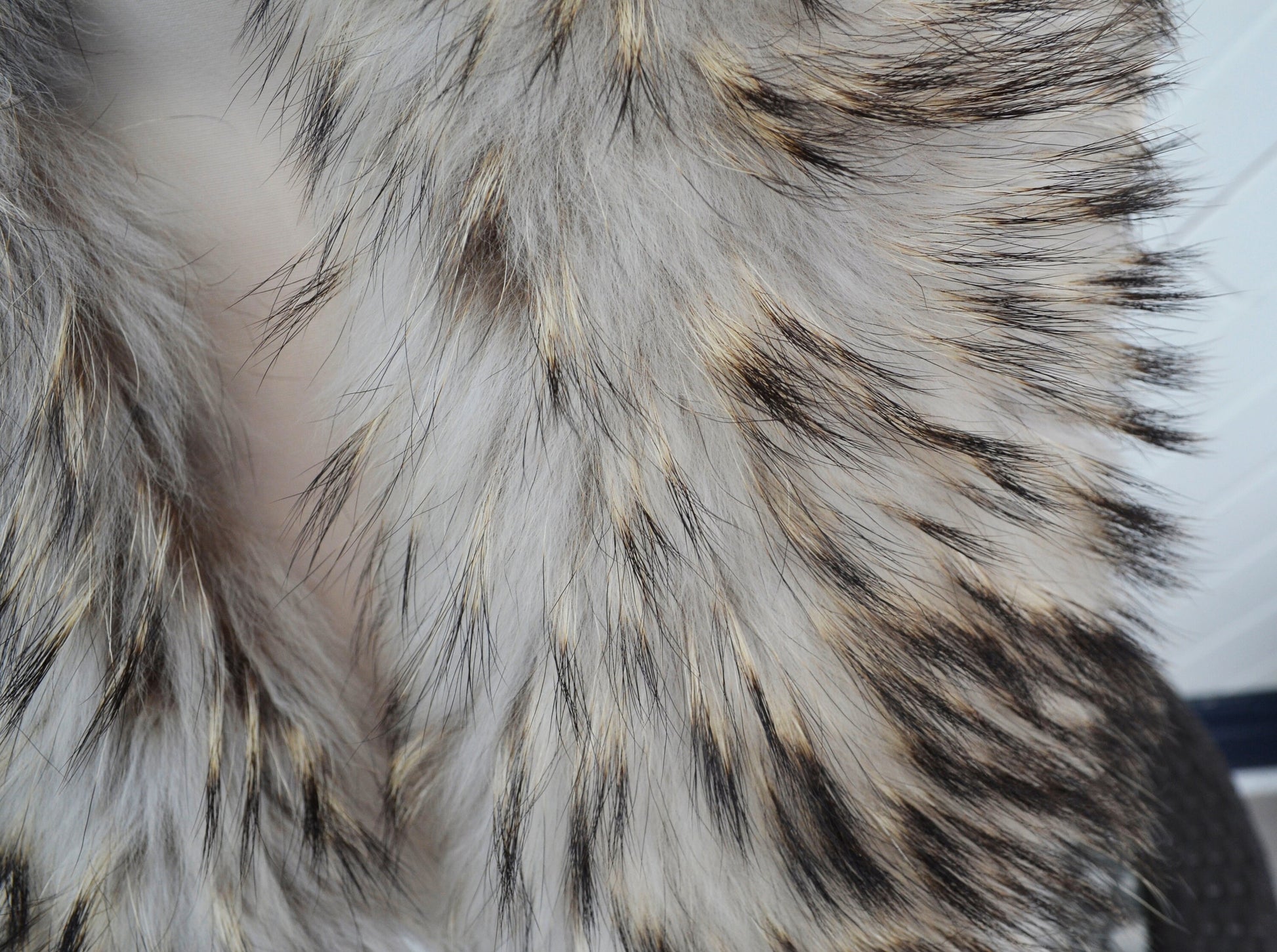 BY ORDER XL Real Raccoon Fur Collar, Fur Trim for Hoodies, Light Raccoon Fur Collar, Fur Scarf, Fur Ruff, Raccoon Fur Hood, Raccoon Fur