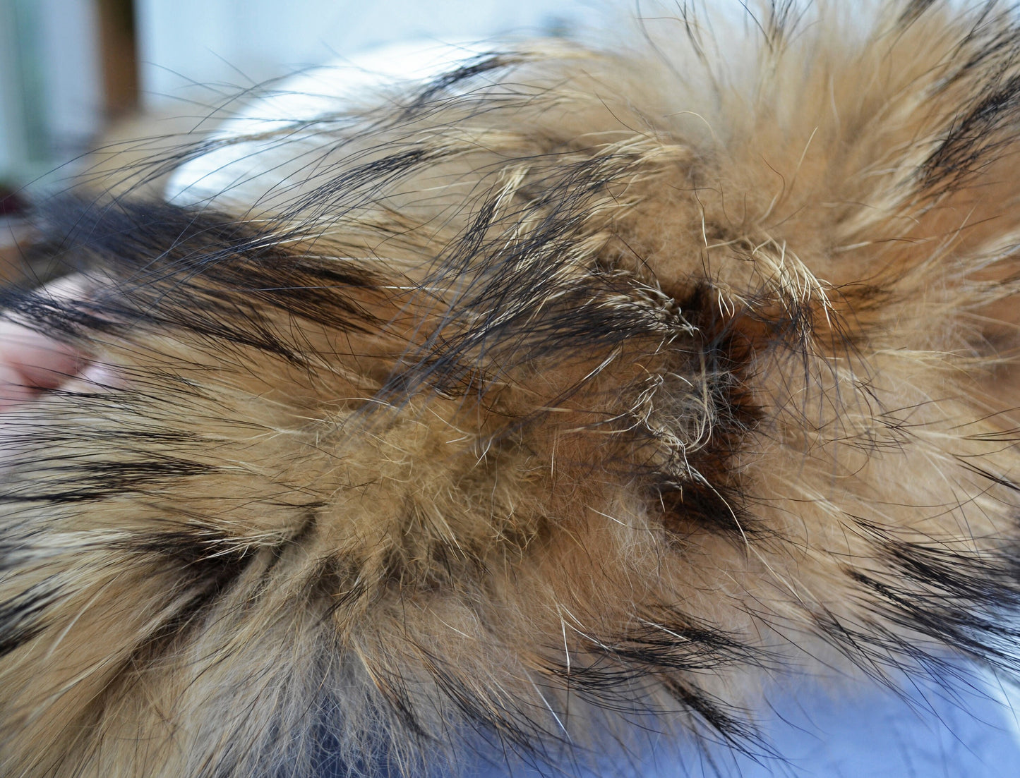 By Order From Pieces! XL Large Full Finnish Real Raccoon Fur Collar, Fur Trim for Hoodie, Raccoon Fur Collar, Fur Scarf, Fur Ruff, Fur