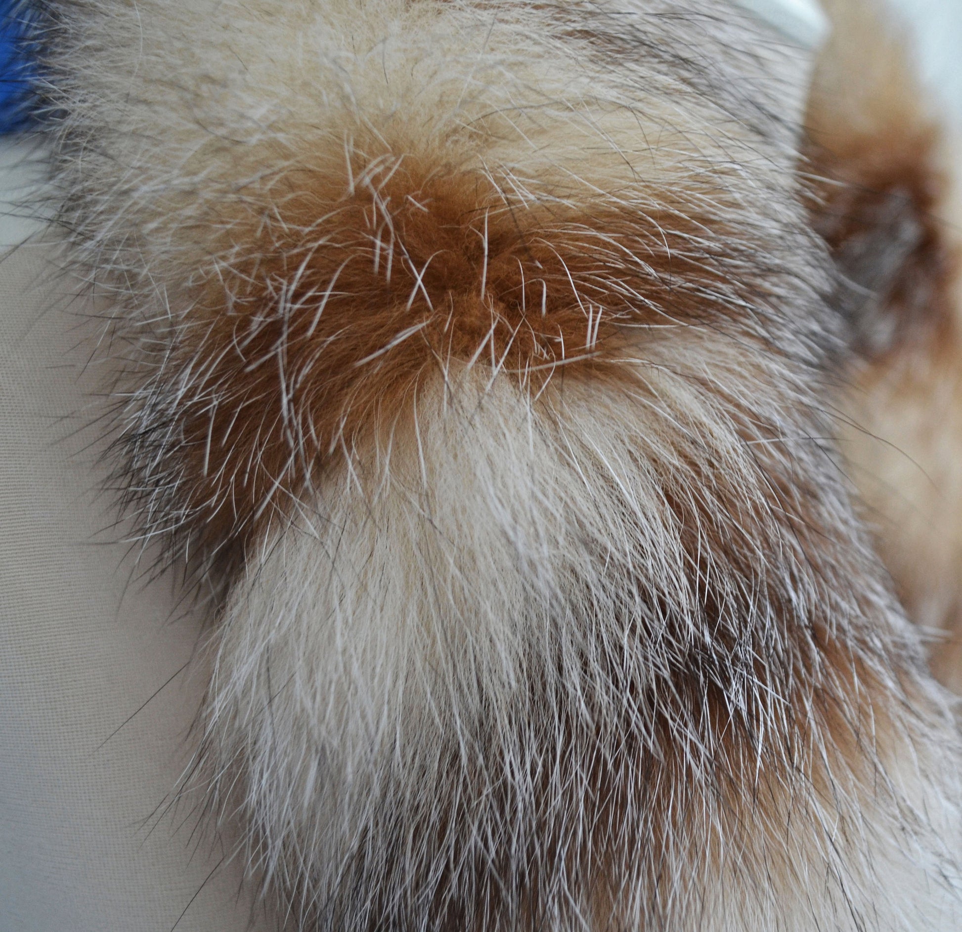 BY ORDER From Pieces! XL Large Full Finnish Real Fox Fur Collar, Fox Fur Collar, Fur Trim for Hoodie, Fur Scarf, Fur Ruff, Beige Fox