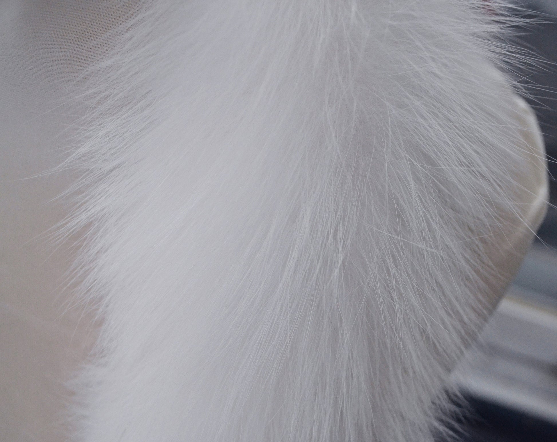 BY ORDER From Pieces! XL Large Full Finnish Real Fox Fur Collar, Fur Trim for Hoodie, Fox Fur Collar, Fur Scarf, Fur Ruff, White Fox