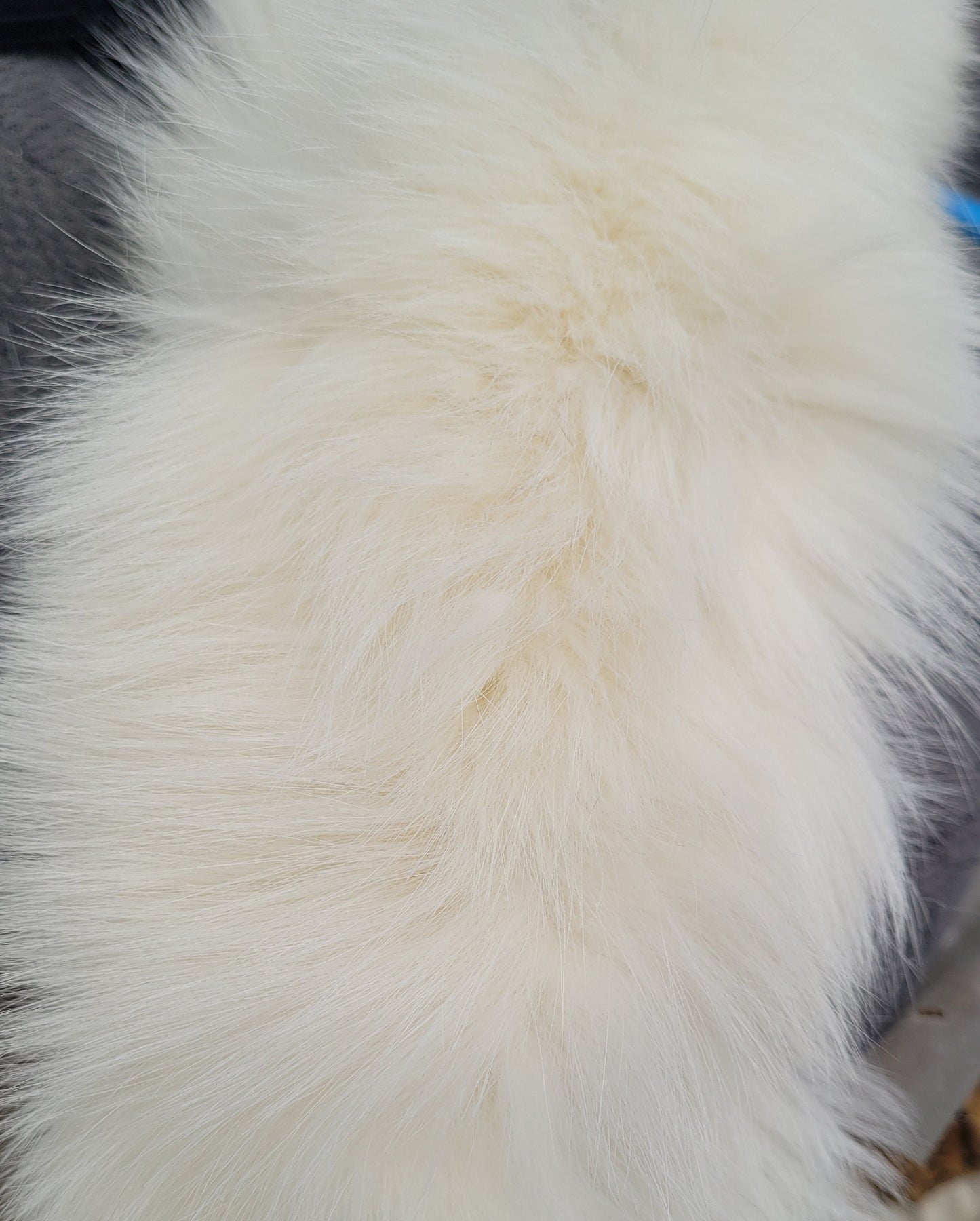 READY to SHIP From Pieces! XL Large Full Finnish Real Fox Fur Collar, Fur Trim for Hoodie, Fox Fur Collar, Fur Scarf, Fur Ruff, Ivory Fox