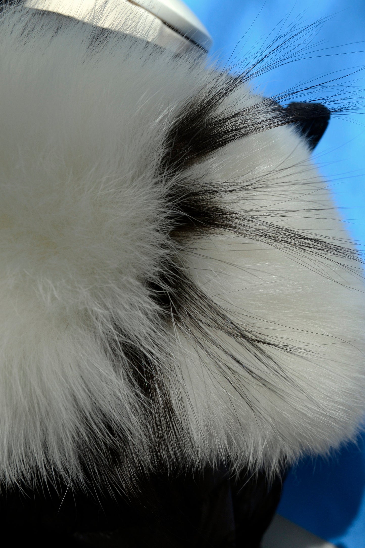 BY ORDER XXL Real Fox Fur (skin) Trim Hood with lining and buttons, White and Black Fox Fur Collar, Large Fur Scarf Ruff, Real Fur Hood