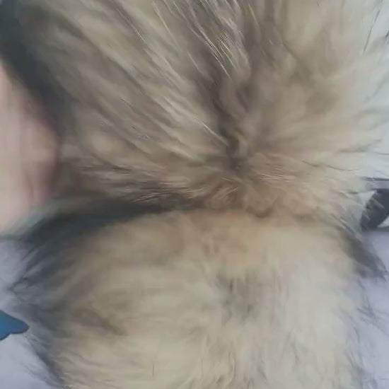 READY to SHIP XL Large Full Finnish Real Raccoon Fur Collar, Fur Trim for Hoodie, Raccoon Fur Collar, Fur Scarf, Fur Ruff, Raccoon Fur Hood