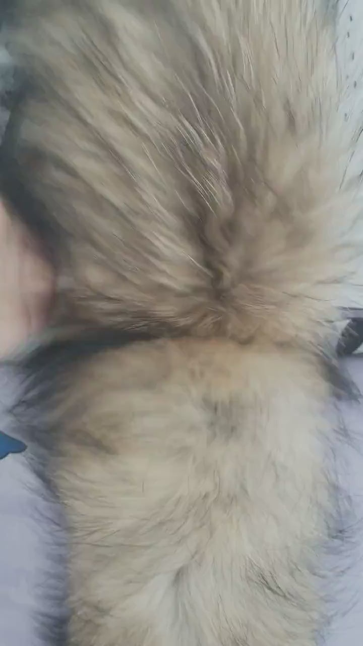 READY to SHIP XL Large Full Finnish Real Raccoon Fur Collar, Fur Trim for Hoodie, Raccoon Fur Collar, Fur Scarf, Fur Ruff, Raccoon Fur Hood
