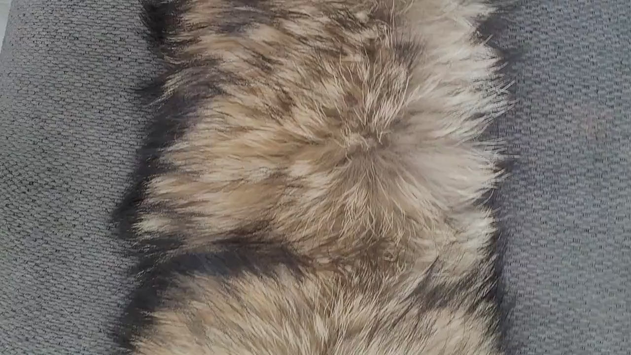 BY ORDER XXL Extra Large Finnish Raccoon Fur Collar, Fur Trim Hoodie, Raccoon Fur Collar, Fur Scarf, Fur Ruff, Raccoon Fur Hood, Super Large