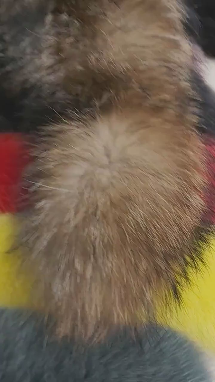 By ORDER, XL Finnish Raccoon Fur Collar, Fur collar trim, Raccoon Fur Collar, Fur Scarf, Fur Ruff, Raccoon Fur Ruff, Raccoon Fur, Fur stripe