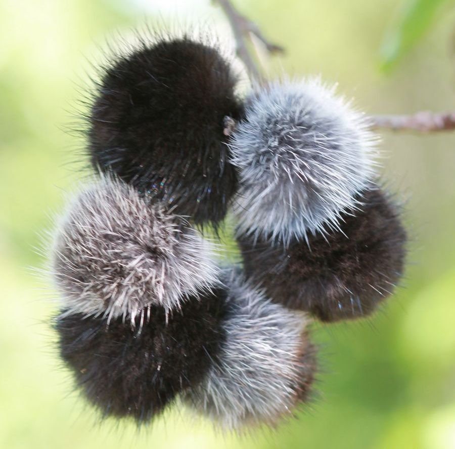 BY ORDER 3,5" Large Cute Real Mink Fur Scrunchies Hair Tie Band Ponytail Holder Ring Furry Accessory Elastic Women Lady Girl Mink Fur Poms