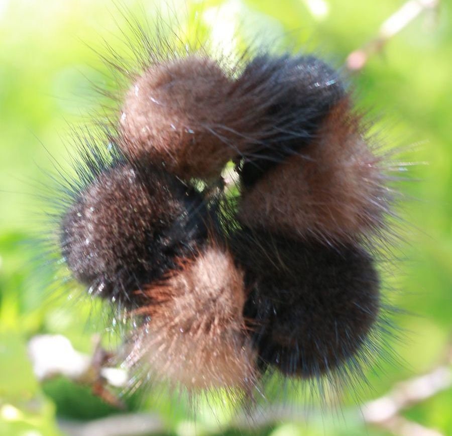 BY ORDER 3,5" Large Cute Real Mink Fur Scrunchies Hair Tie Band Ponytail Holder Ring Furry Accessory Elastic Women Lady Girl Mink Fur Poms