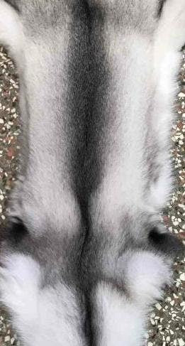BY ORDER Rare Luxury BLUEFROST Fox Fur Trim Hood, Fur collar trim, Silver Fox Fur Collar, Fur Scarf, Fur Ruff, Fox Fur Hood, Blue fox fur